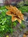 Edelrost Fleur Jeanette, petite