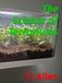 The Science of Terrariums