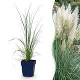 Plantenboetiek.nl Cortaderia sell. Pumila - Dwergpampasgras - Met Pluim - Grijs - 6 Planten - Ø11cm - 15-25cm hoog - Tuinplant