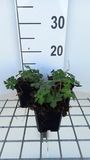 GRDplanten Ooievaarsbek 6x Geranium hybr. 'Sweet Heidy' | 9x9 cm pot