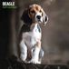Magnet & Steel Beagle Kalender 2027 Wandkalender Dieren