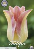 Bloembol Elegant Lady Lilyflowering Tulpenbollen