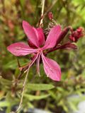 Groendecor Tuinarchitectuur 6x Gaura - Gaura lindh. 'Tutti Frutti' (oenothera lindh.) | pot de 9x9 cm