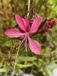 Groendecor Tuinarchitectuur 6x Gaura - Gaura lindh. 'Tutti Frutti' (oenothera lindh.) | pot de 9x9 cm
