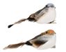 Decoris Vogel foam op clip 2col ass 1 stuk