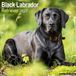 Avonside Labrador Retriever Zwart Kalender 2027