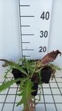 Groendecor Tuinarchitectuur 6x Cirsium - Cirsium riv. 'Trevor's Blue Wonder' | pot 9x9 cm