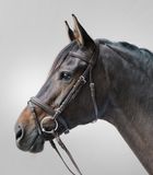 Waldhausen STAR hoofdstel lifestyle Bruin Gel Bitloos Full