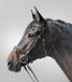 Waldhausen STAR hoofdstel lifestyle Bruin Gel Bitloos Full