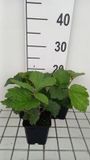 GRDplanten Rodgersia 6x Kijkblad - Rodgersia hybr. 'Bronze Peacock' | 9x9 cm pot