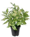 Kunstplant Tradeskantie Kunstplant met pot