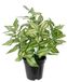 Kunstplant Tradeskantie Kunstplant met pot