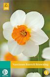 jub Narcissus Barrett Browning bloembollen 5 bollen Narcis JUB