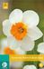 jub Narcissus Barrett Browning bloembollen 5 bollen Narcis JUB