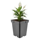 Garronda Set van 20 hoge vierkante kunststof kweekpotten met drainagegaten voor tuin (Zwart, 18 x 18 x 21,5 cm (5L))