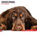Cocker Spaniel 2027 Moderne Kalender