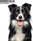 Magnet & Steel Border Collie Modern Kalender 2027 Wandkalender Dieren 60 cm x 3406 cm