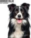 Magnet & Steel Border Collie Modern Kalender 2027 Wandkalender Dieren 60 cm x 3406 cm