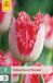 Jub Tulipa Sweet Simone bloembol JUB 7 stuks