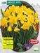 Baltus Narcis Geel per 100