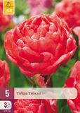 JUB Tulipa taiwan bloembol JUB 5 stuks