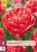 JUB Tulipa taiwan bloembol JUB 5 stuks