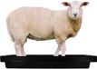 Merkloos / Sans marque Hofman Animal Care Voetbad voor Schapen - Zwart - Kunststof - 120 x 40 x 18 cm