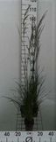 GRDplanten Groendecor Tuinarchitectuur 6x Ruwe smele - Deschampsia cesp. 'Bronzeschleier' | 9x9 cm pot