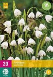 Jub Holland Zomerklokje/Leucojum aestivum bloembollen - 20 stuks