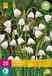 Jub Holland Zomerklokje/Leucojum aestivum bloembollen - 20 stuks