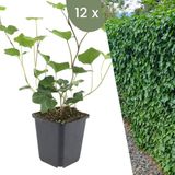 Plants by Frank | 12 Atlantische Klimopplanten | Hedera Hibernica | Winterharde bodembedekker planten | tuinplanten | Winterharde vaste planten meerjarig | Winterharde tuinplanten