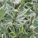 Arborix Cornus Alba 'Elegantissima' - Kornoelje 60-80 cm in pot
