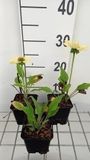 GRDplanten Groendecor Tuinarchitectuur 6x Zonnehoed - Echinacea purp. Chiquita' | pot 9 x 9 cm