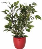 Mica Decorations Ficus kunstplant - groen/wit - 40 cm - met plantenpot - rood