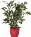 Mica Decorations Ficus kunstplant - groen/wit - 40 cm - met plantenpot - rood