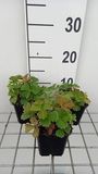 GRDplanten Ganzerik 6x - Potentilla megalantha (fragiformis) | 9x9 cm pot
