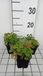 GRDplanten Ganzerik 6x - Potentilla megalantha (fragiformis) | 9x9 cm pot