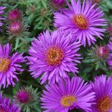 Arborix Aster 6x Aster novae-angliae 'Purple Dome' Pot 9x9cm - Prachtige paarse bloemen voor in de tuin