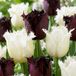 Green boutiQ - 60x Tulipa Breakdance mix - Tulp Breakdance mix - Diversen - Voorjaarsbloeier - Bolmaat 11/12