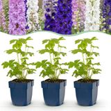 Green boutiQ - Delphinium Tricolour - Ridderspoor - 12 Planten - Paars/Roze/Wit
