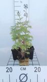 Ridderspoor 6x Delphinium 'Black Knight' | pot 9x9 cm