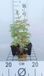 Ridderspoor 6x Delphinium 'Black Knight' | pot 9x9 cm