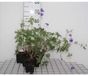 Groendecor Tuinarchitectuur 6x Géranium - Geranium hybr. 'Orion' | 9x9 cm pot
