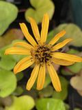 GRDplanten Groendecor Tuinarchitectuur 6x Grijsaard - Ligularia dent. 'Othello' | 9x9 cm pot