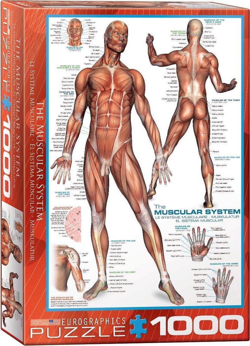 Eurographics The Muscular System Puzzel (1000 stukjes)