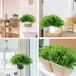 Ibenzoa® Levensechte Weerbestendige Kunstplanten voor Buiten en Binnen Decoratie - 8 Bundels