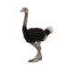 COLLECTA Figurine - Struisvogel - (L) - Wilde Dieren - Handgeschilderd - Miniatuur
