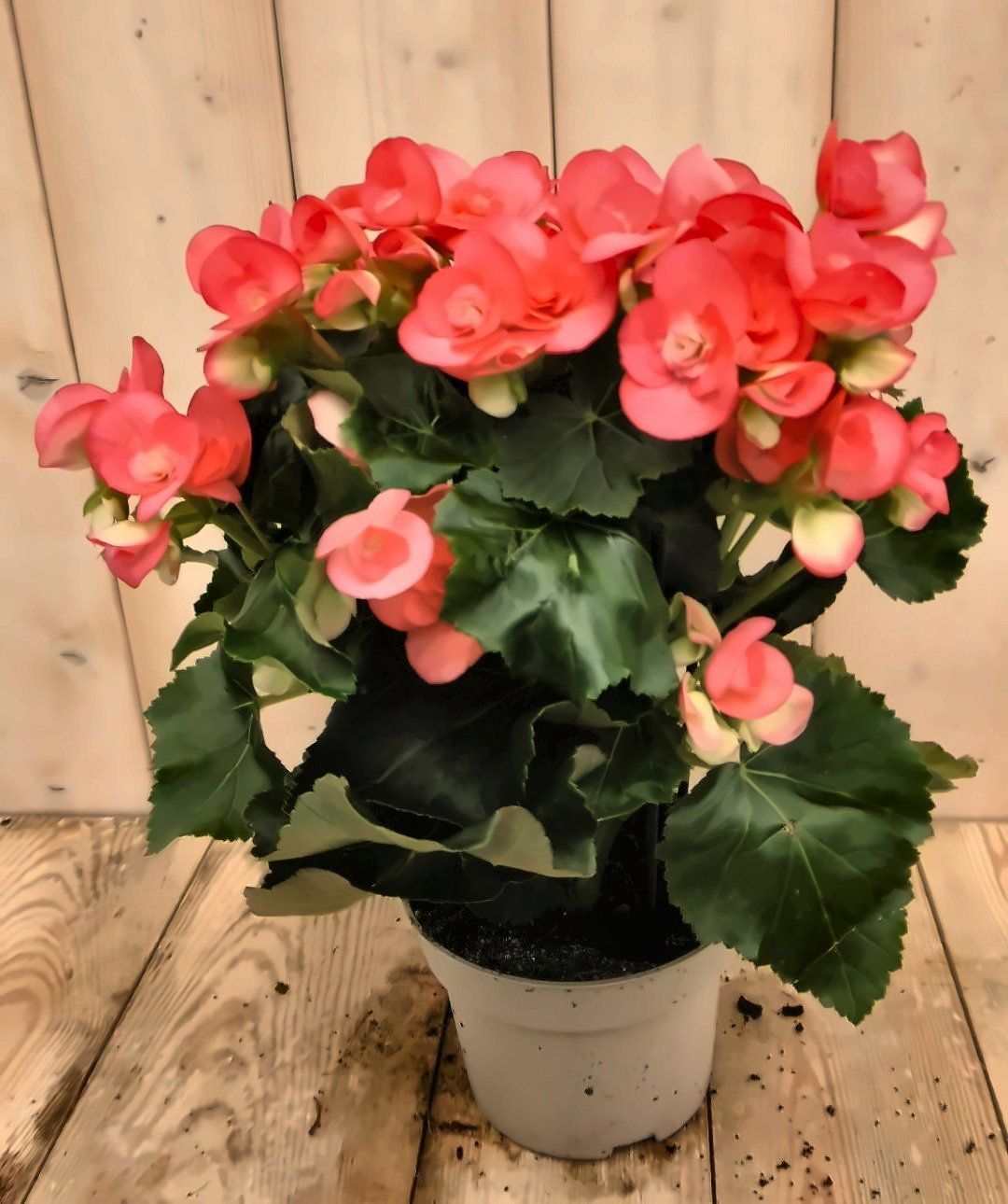 Warentuin Natuurlijk Begonia dubbelbloemig roze kamerplant