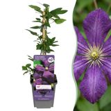 Green boutiQ - 4x Clematis Etoile Viol - Bosrank - Paars - Klimplant - Ø9cm - 35cm