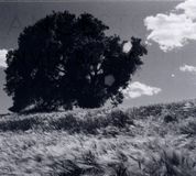 Suburban Ancestors Invisible White